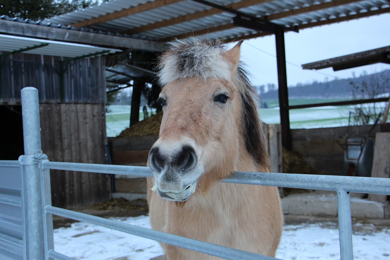 horse animal winter free photo