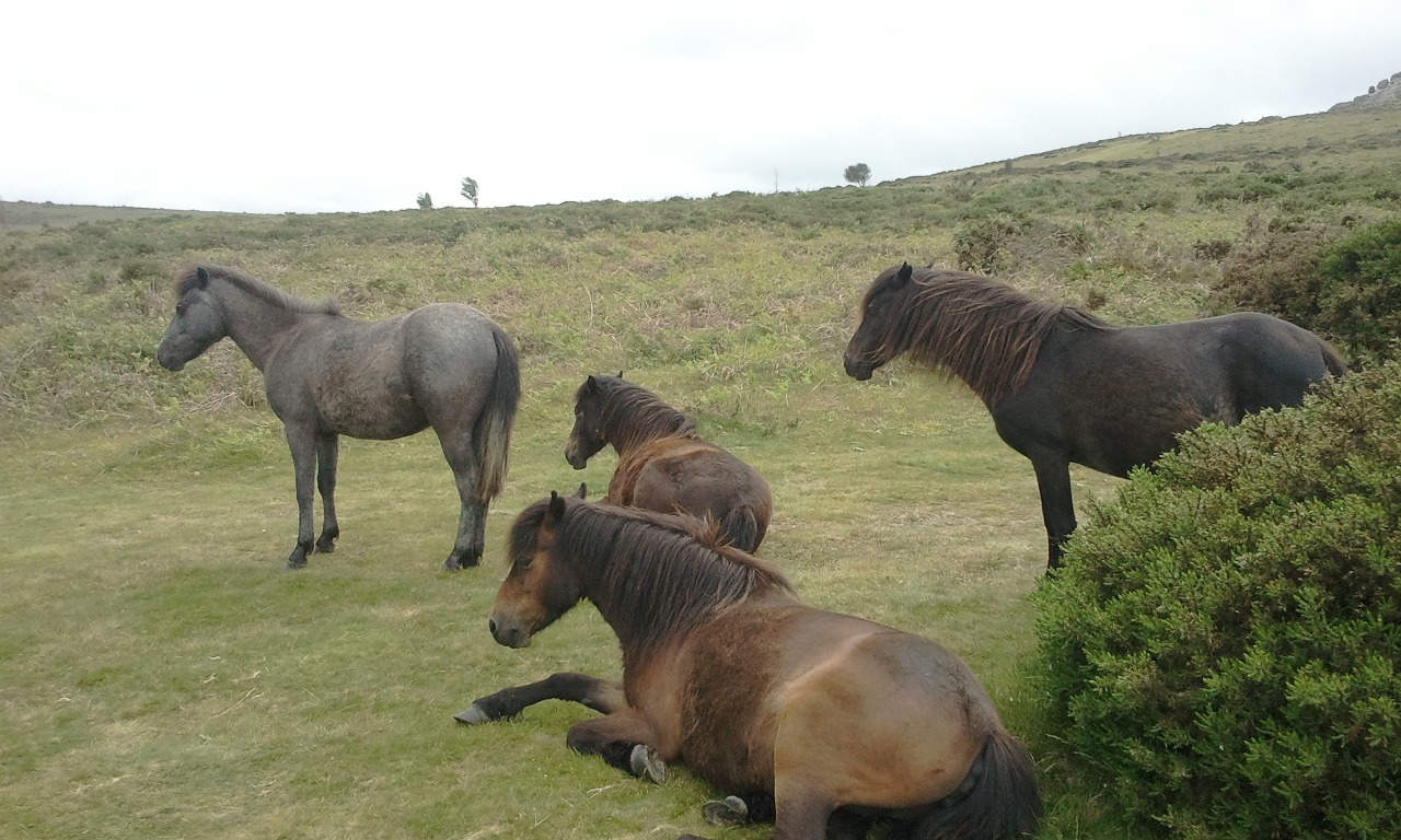 horse field meadow free photo