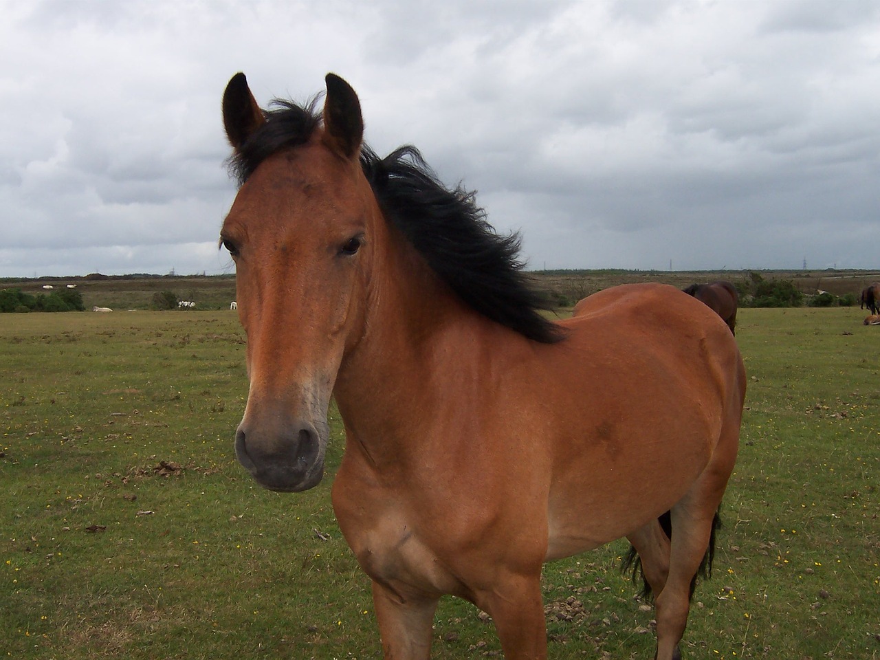 horse pony outside free photo