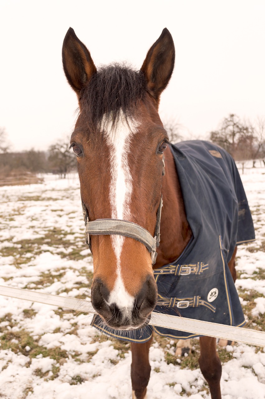 horse ride stallion free photo