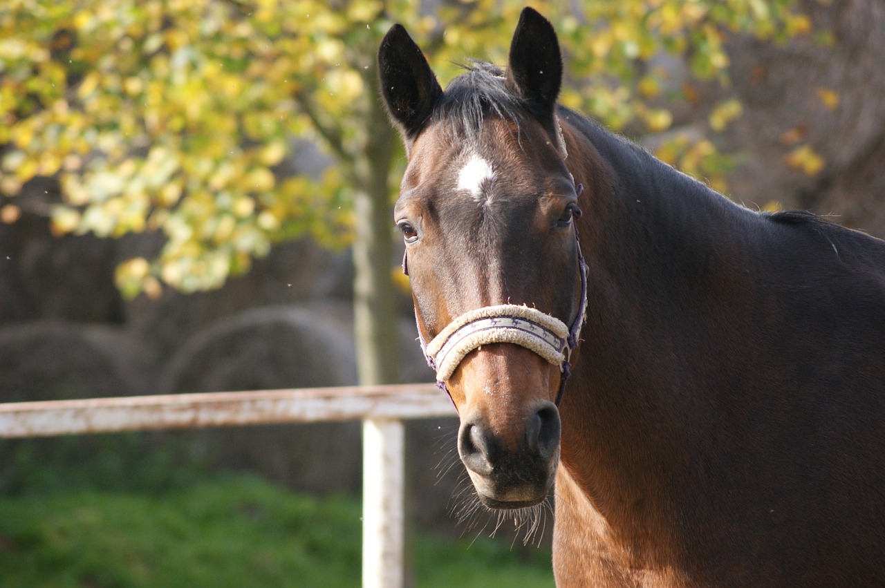 horse brown animal free photo