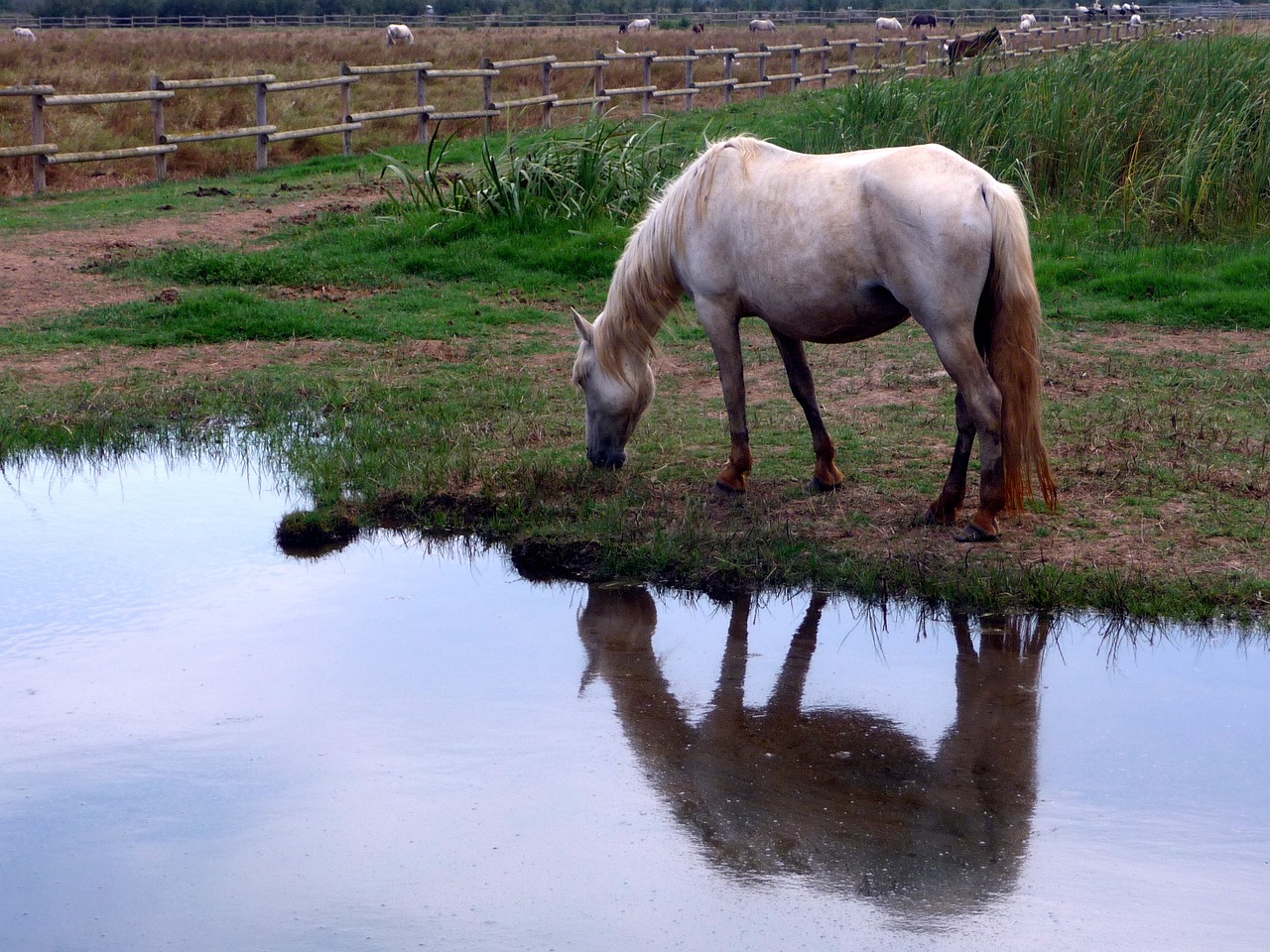 horse white animal free photo