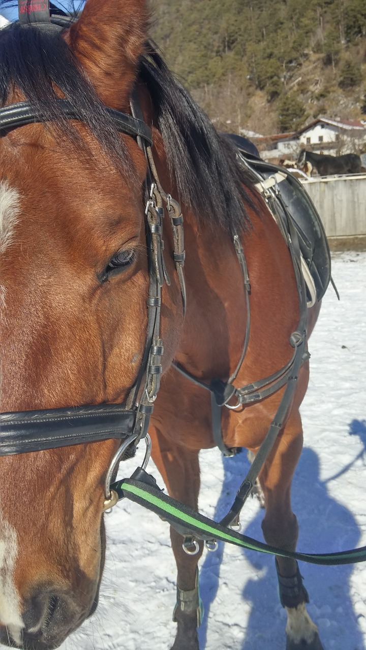 horse bridle saddle free photo