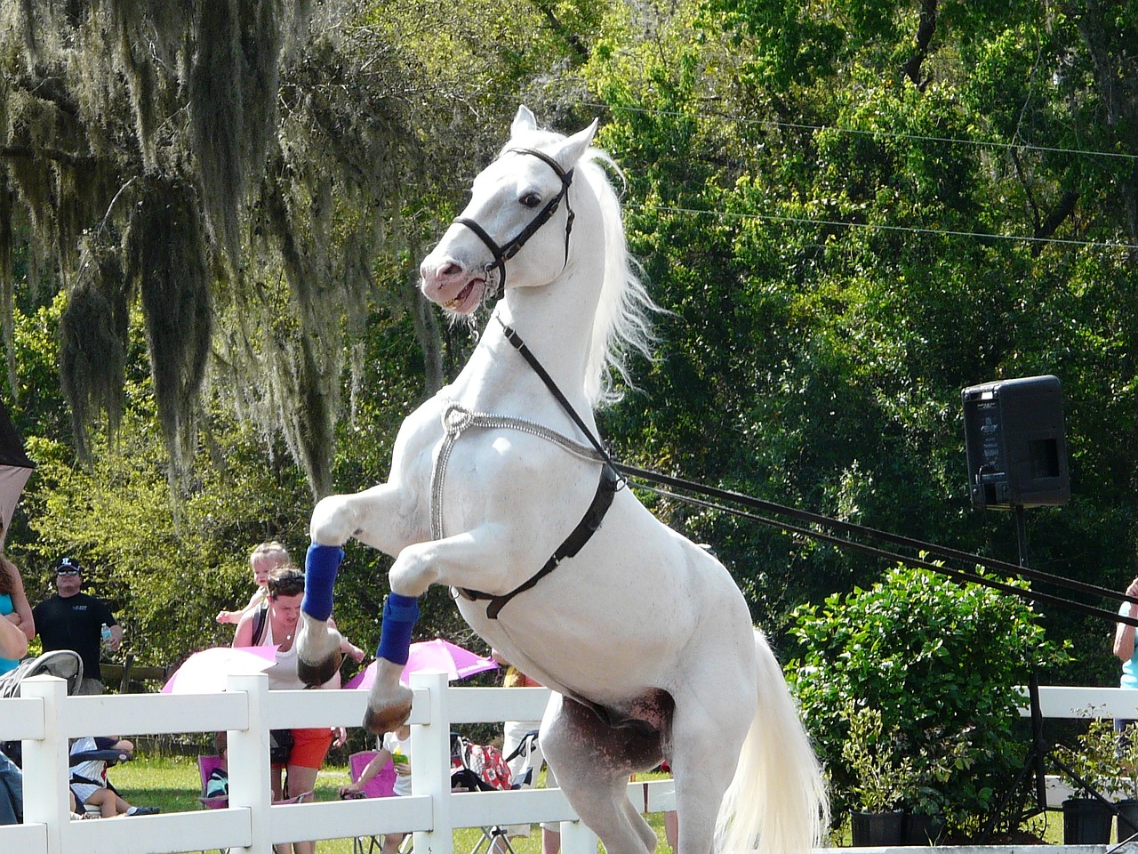 horse lipizzanner stallion white horse free photo