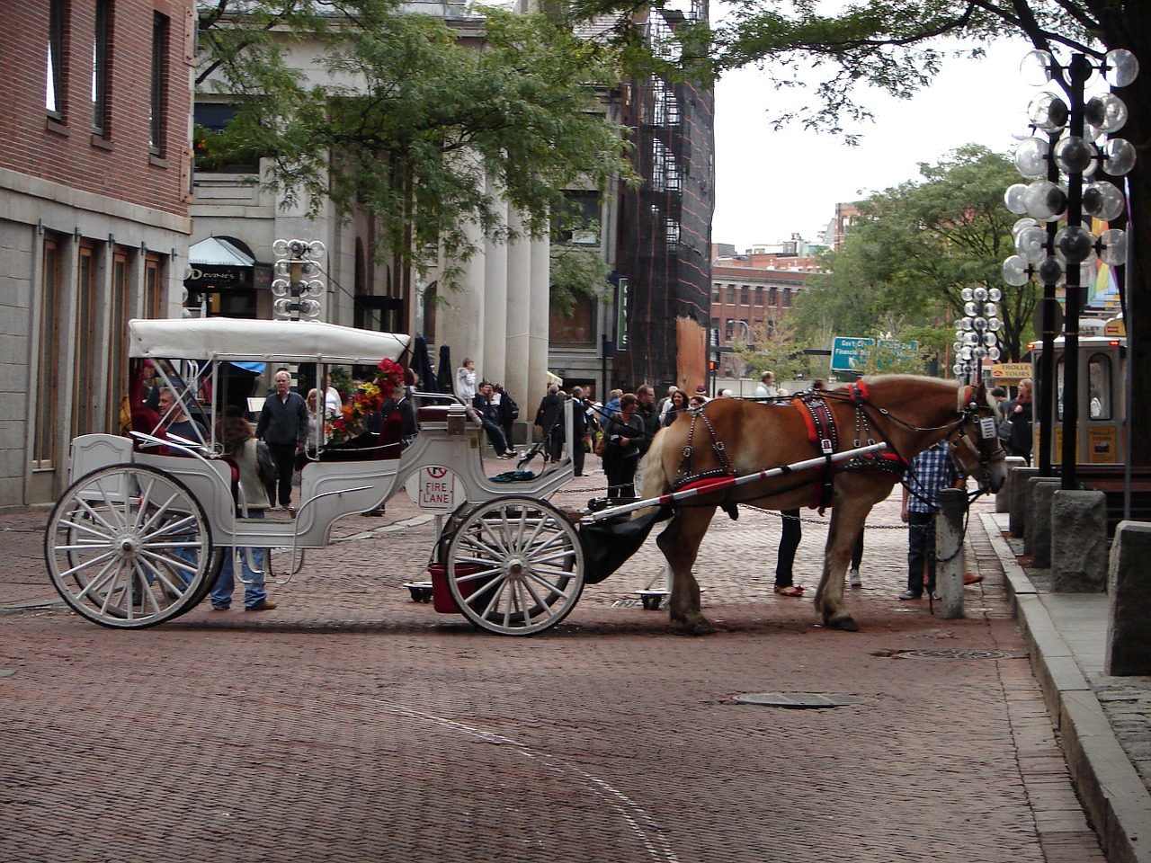 horse carriage boston free photo