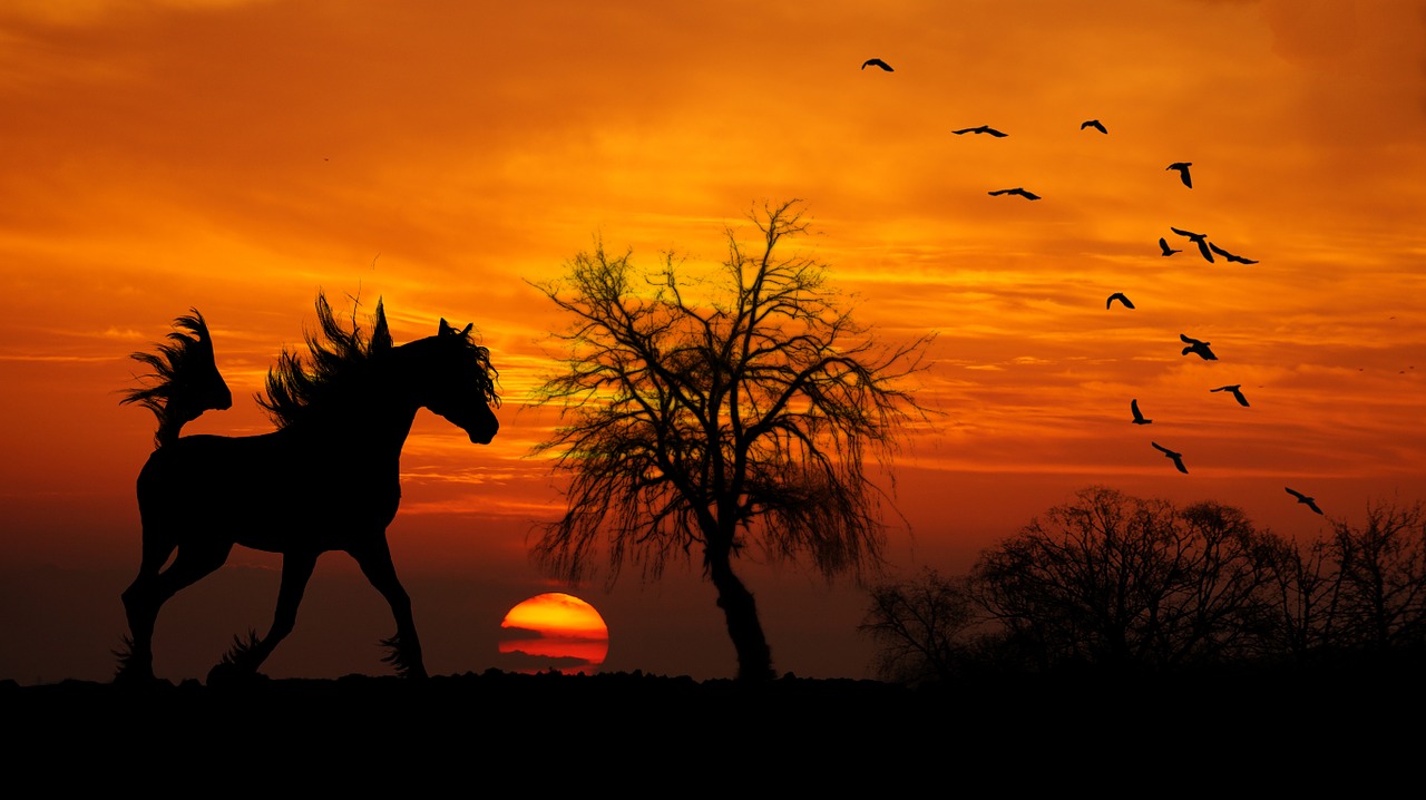 horse arab sunset free photo