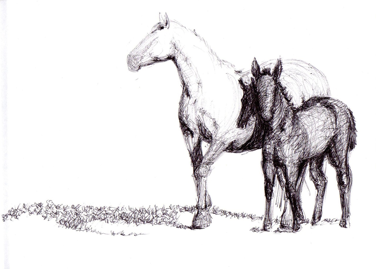 horse drawing pen free photo