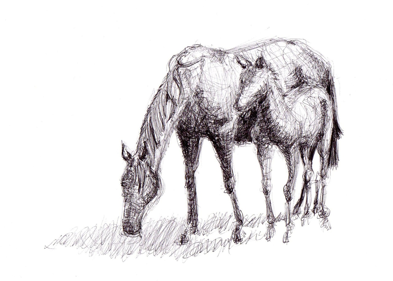 horse drawing pen free photo