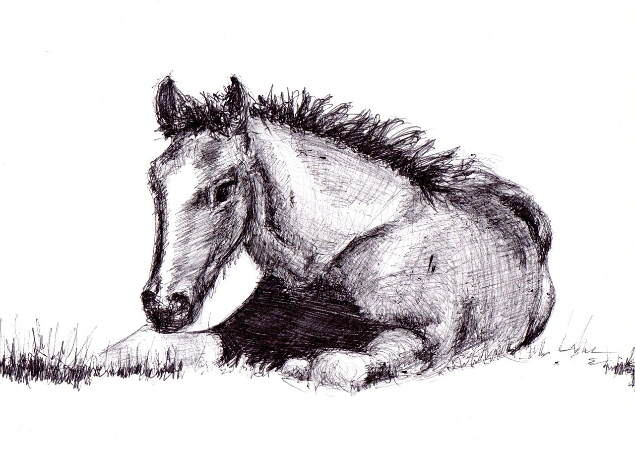 horse drawing pen free photo