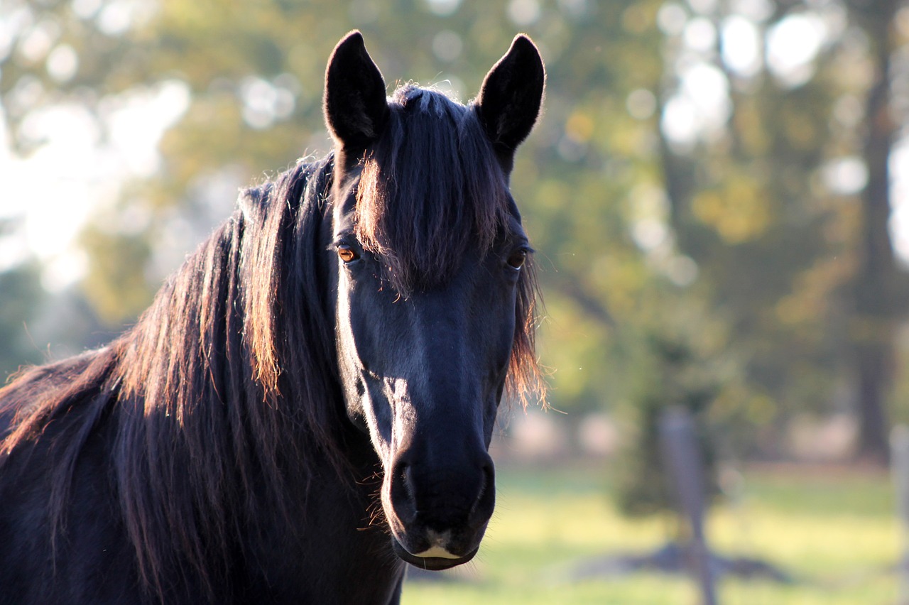 horse handsome stallion free photo