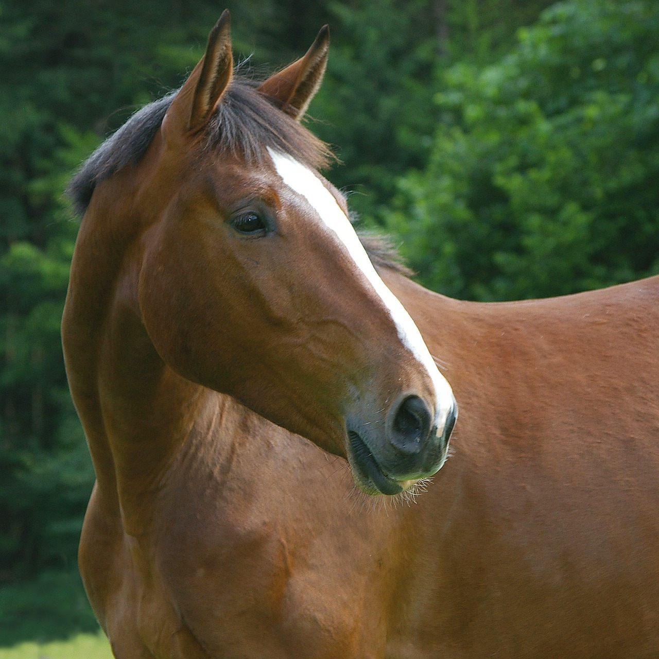 horse animal domestic solipeds free photo