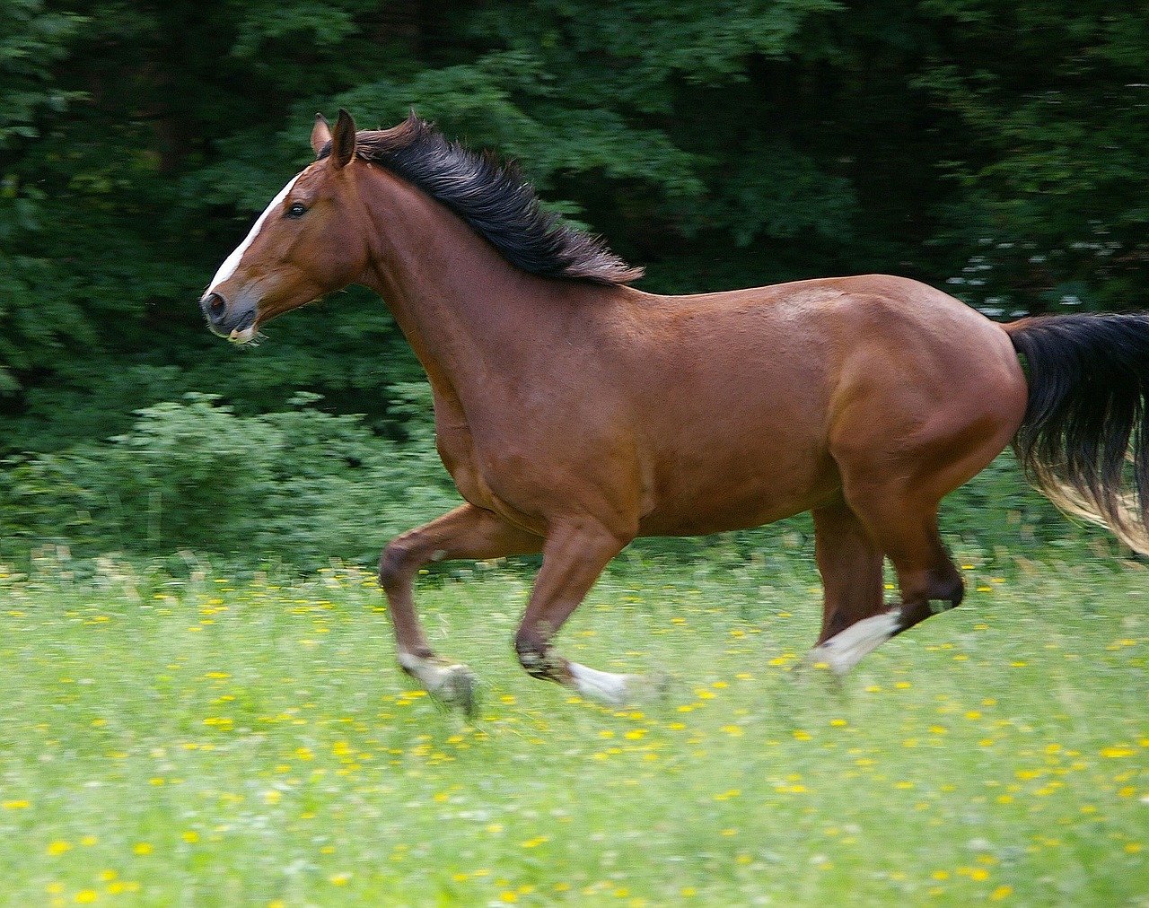horse gallop animal free photo