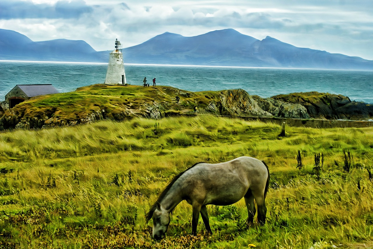 horse field animal free photo