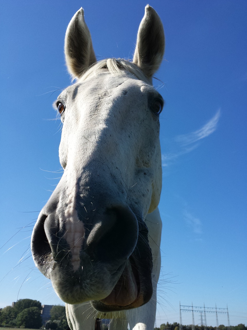 horse happy sports free photo