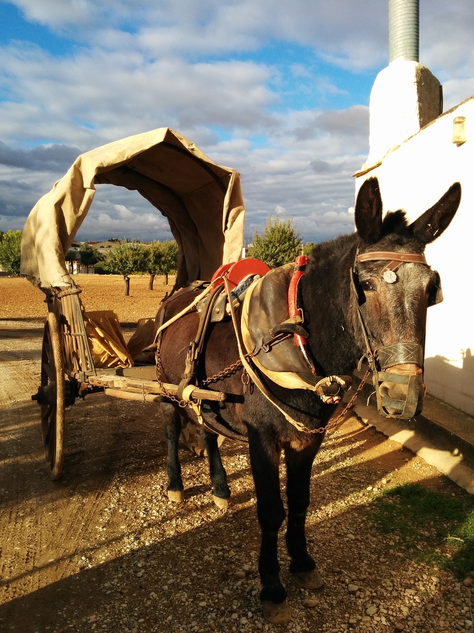 horse truck animals free photo