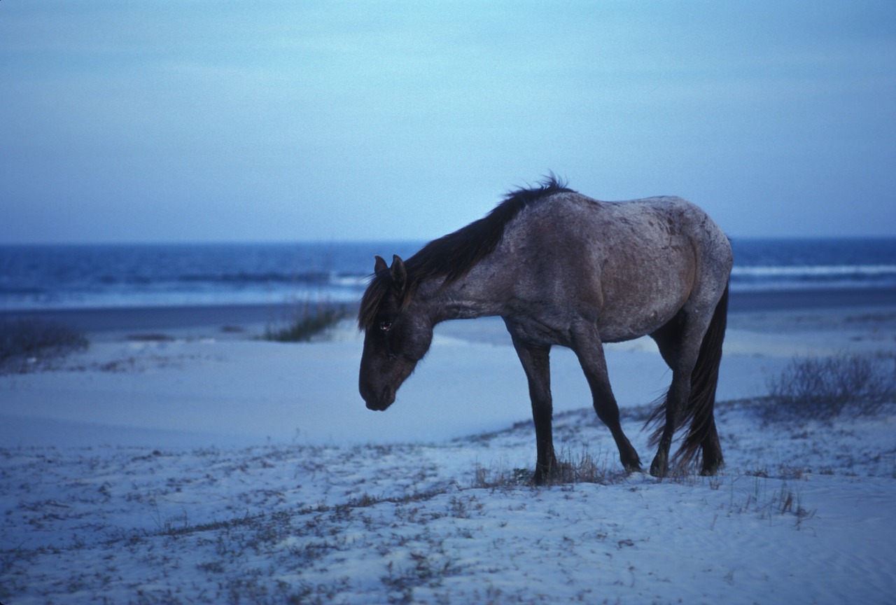 horse wild seashore free photo
