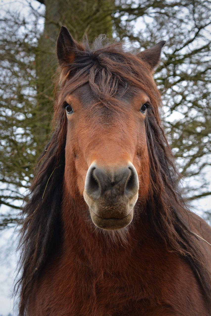 horse animal horsehead free photo