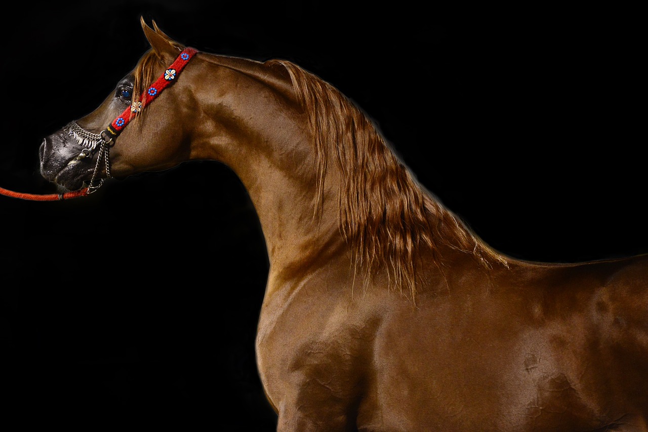 horse arabian animal free photo