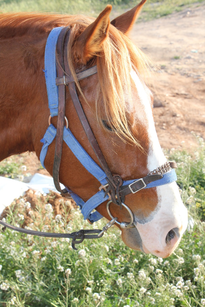 horse brown nature free photo