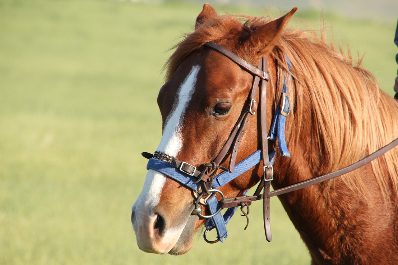 horse brown animal free photo