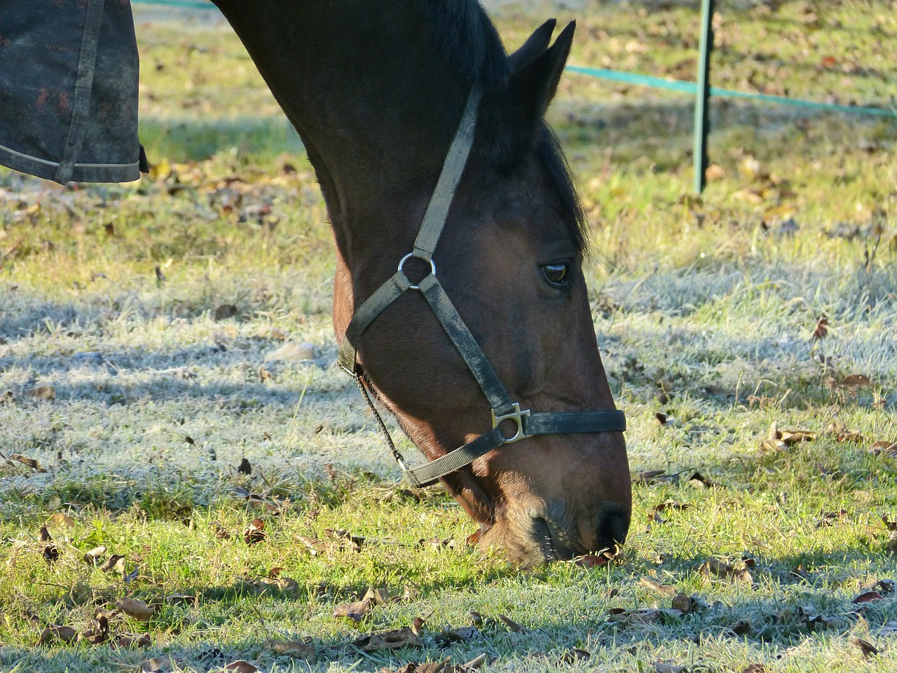 horse animal mammal free photo