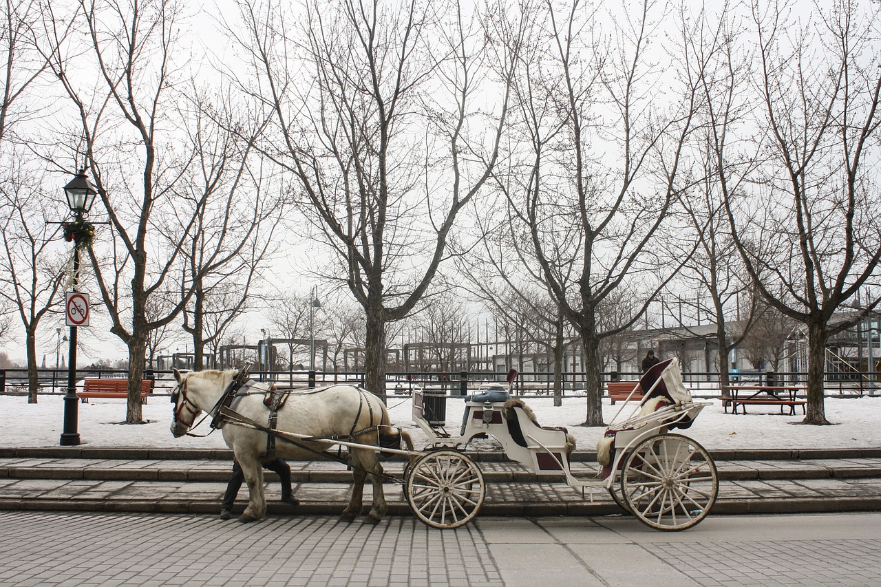 horse carriage montreal free photo