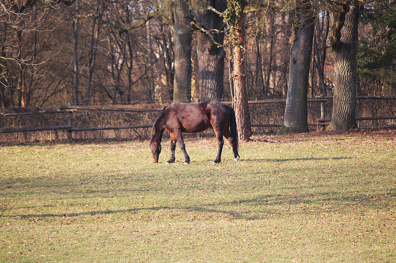 horse coupling pasture free photo