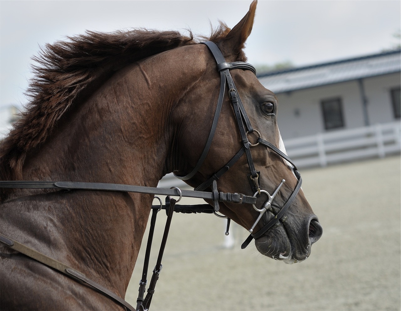 horse animal brown free photo