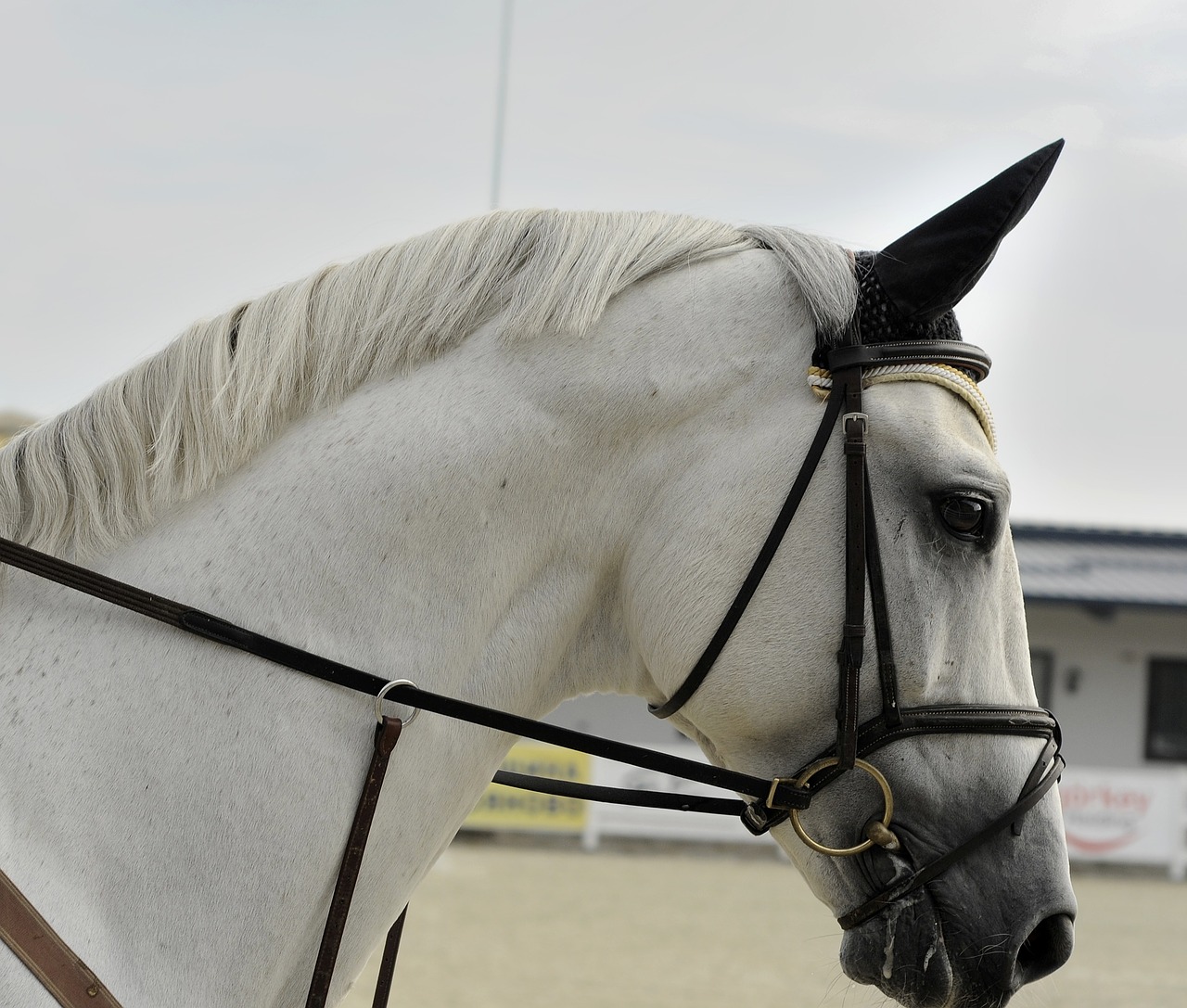 horse animal white free photo
