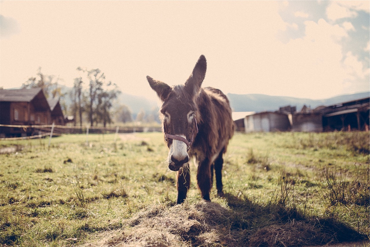 horse animal stable free photo