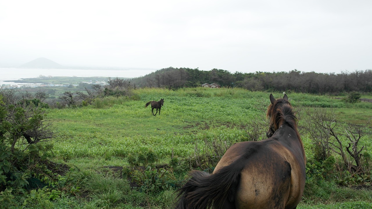 horse jeju island island free photo