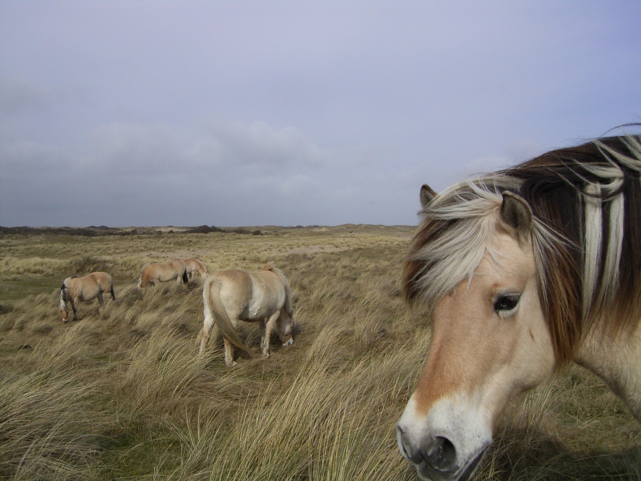 horse animal horse head free photo