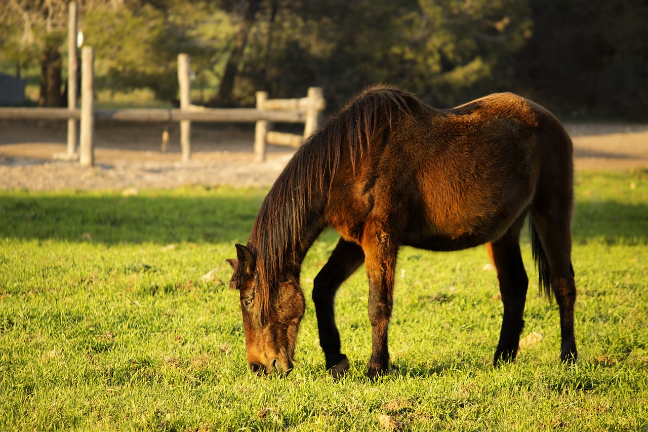 horse landscape grass free photo