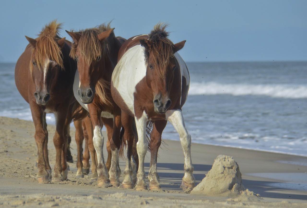 horse beach wild free photo