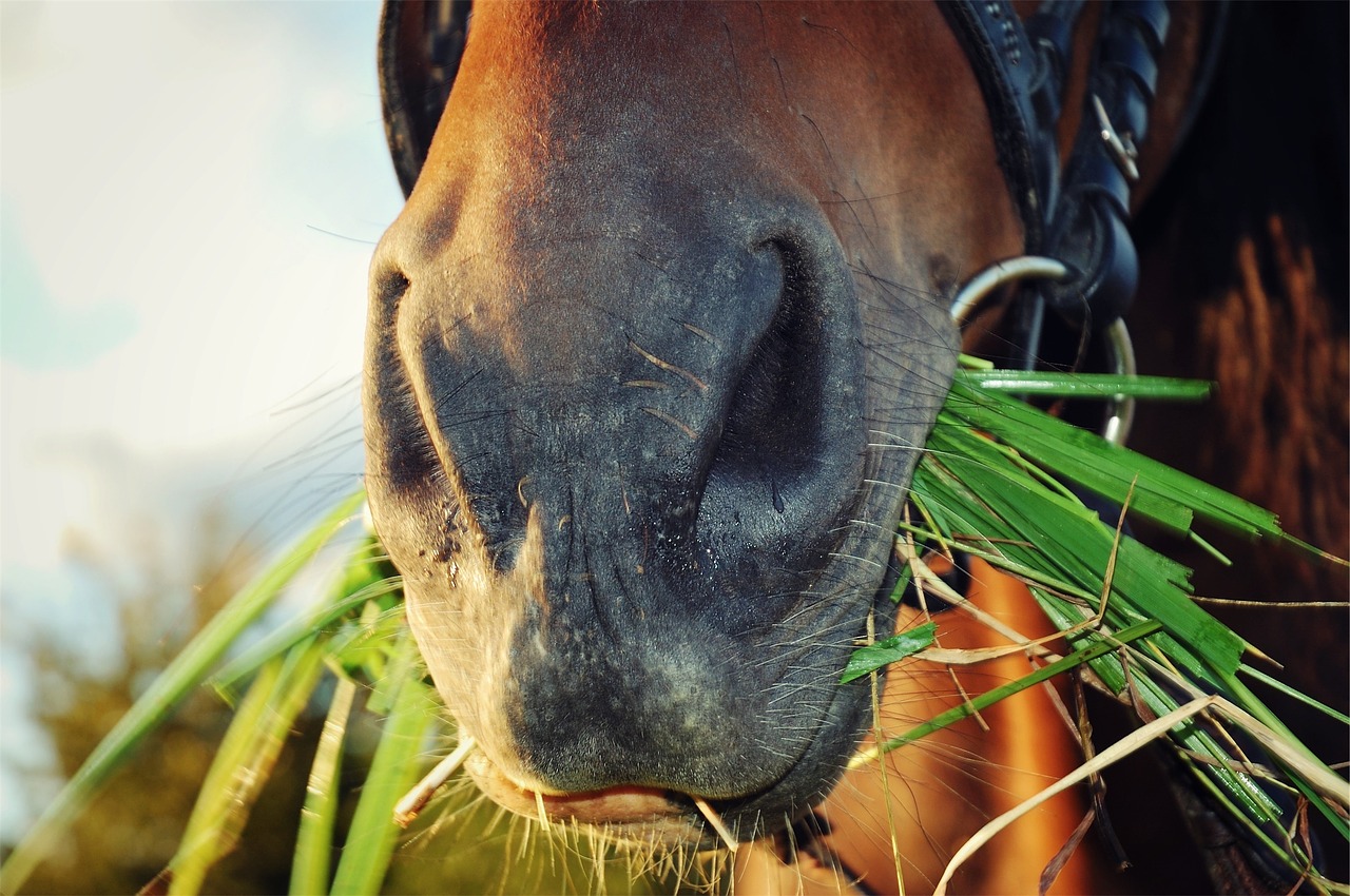 horse eating grass free photo