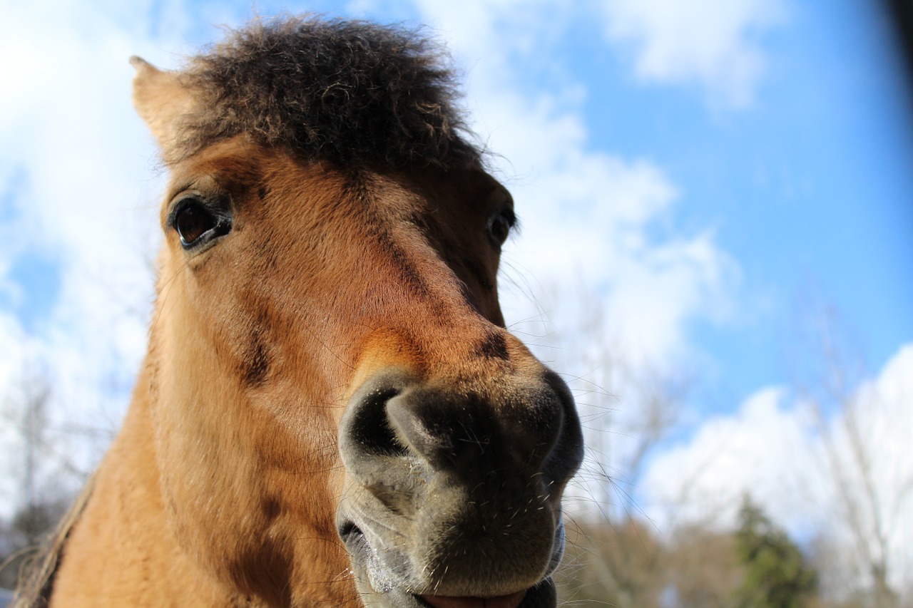 horse horse head animal free photo