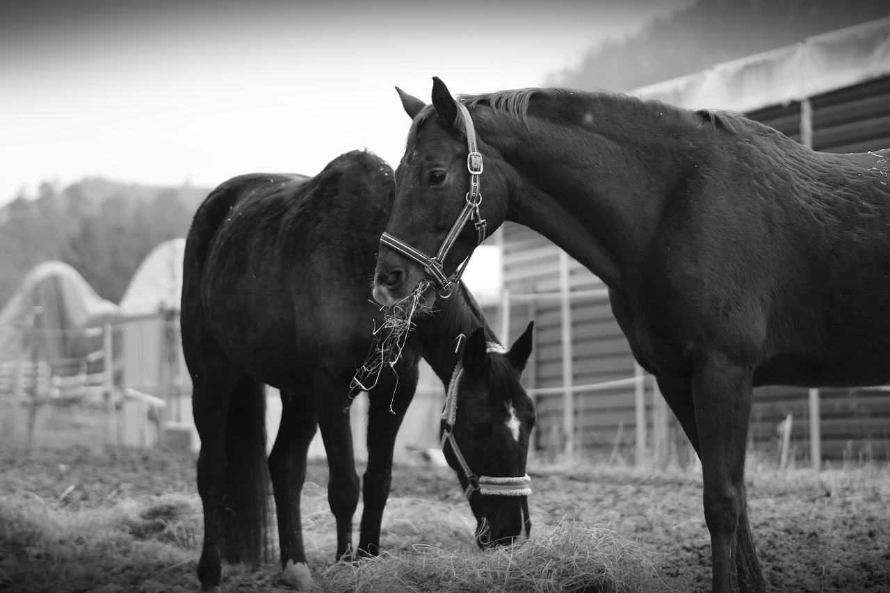 horse pasture horse head free photo