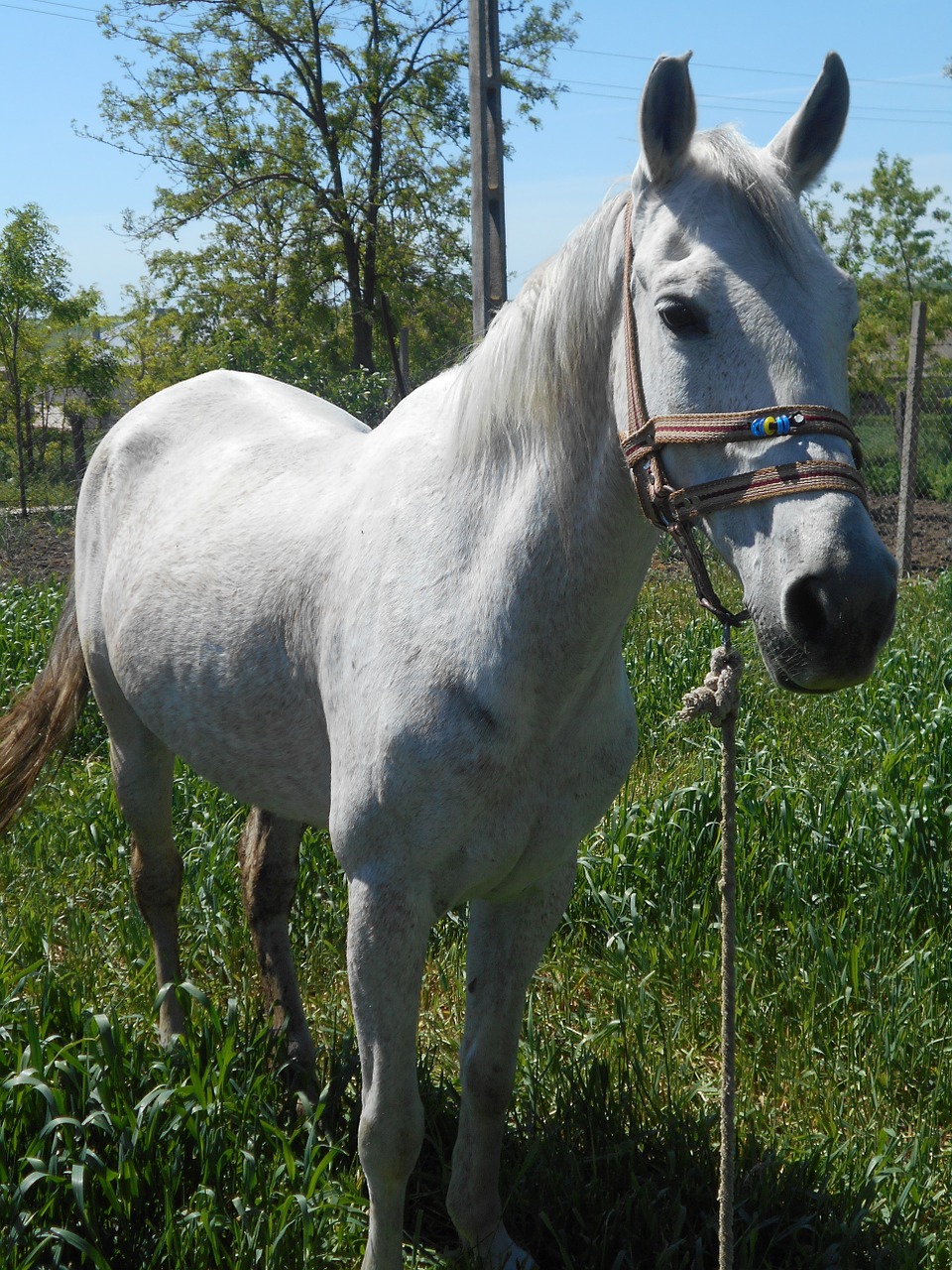 horse casicea romania free photo