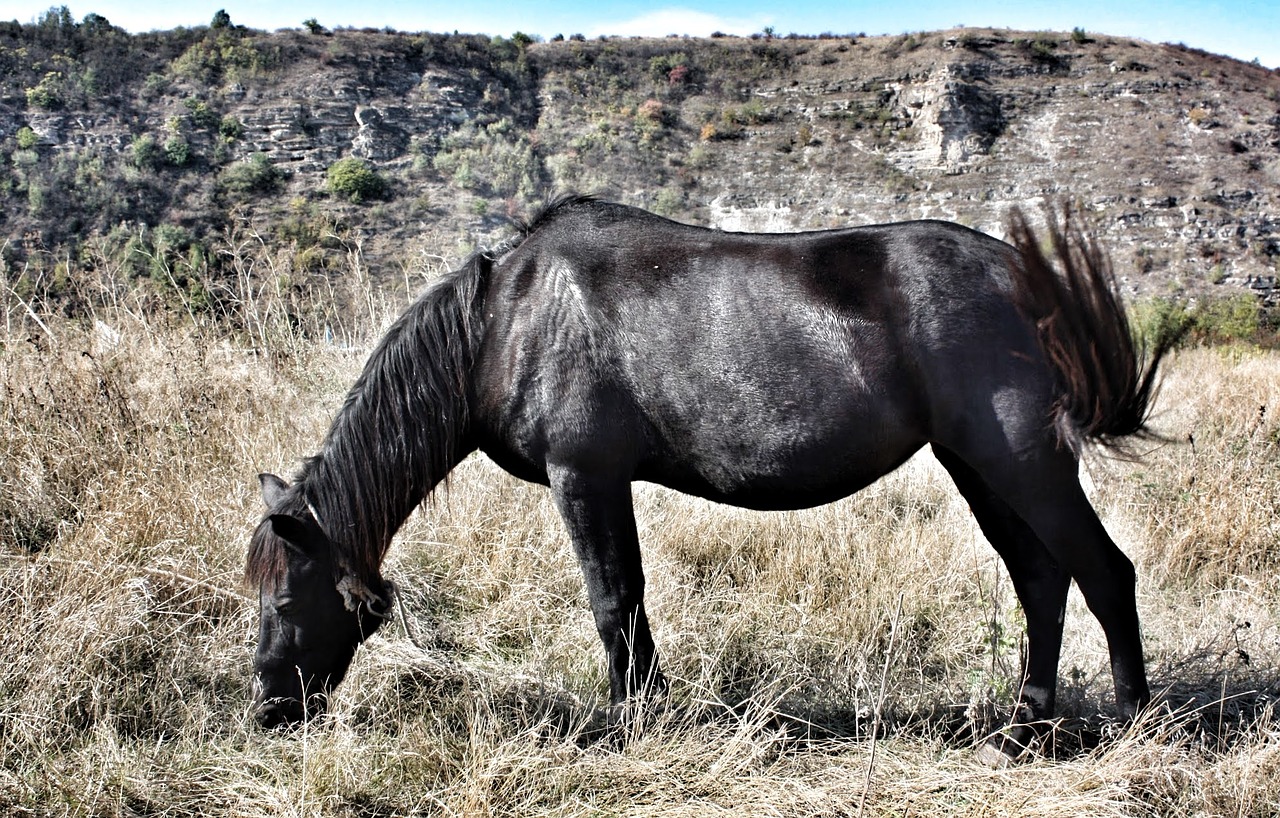 horse black animal free photo