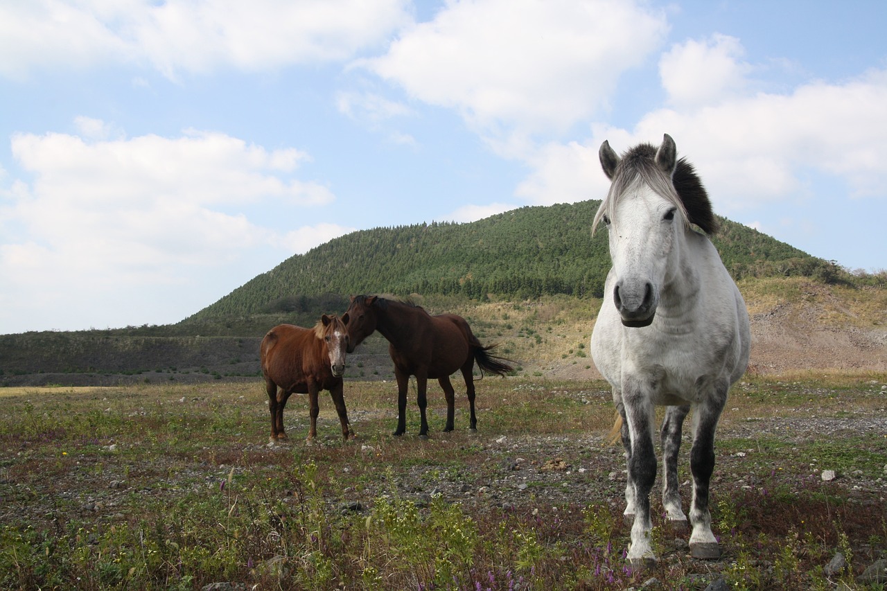 horse white horse ascension free photo