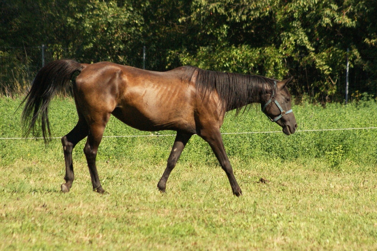 horse animal mammal free photo