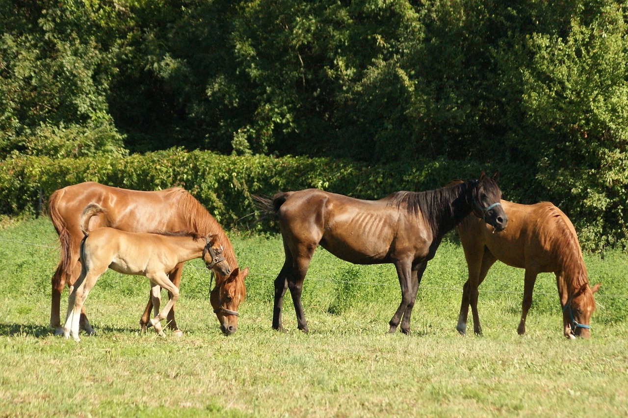 horse animal mammal free photo