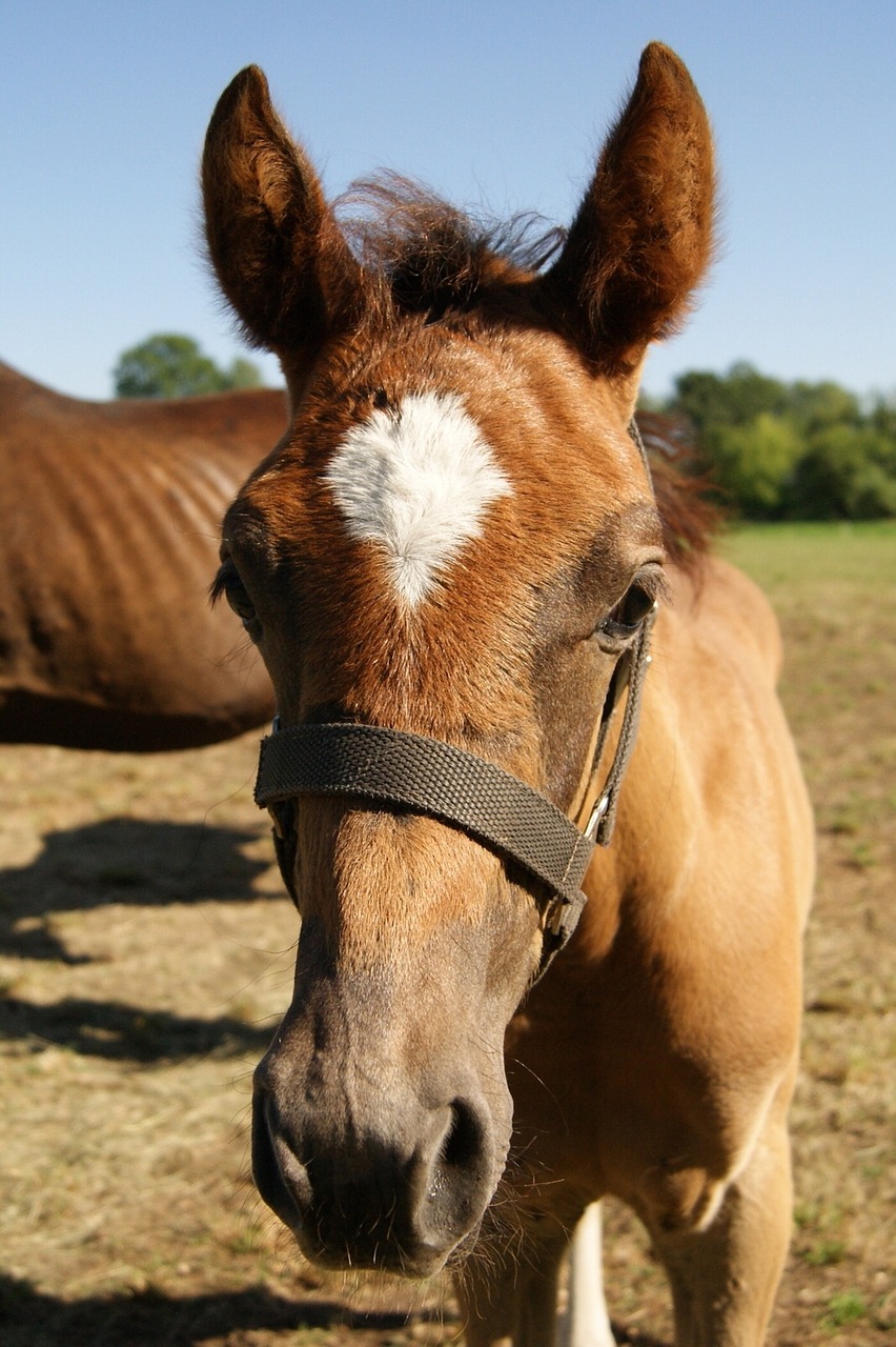 horse animal mammal free photo