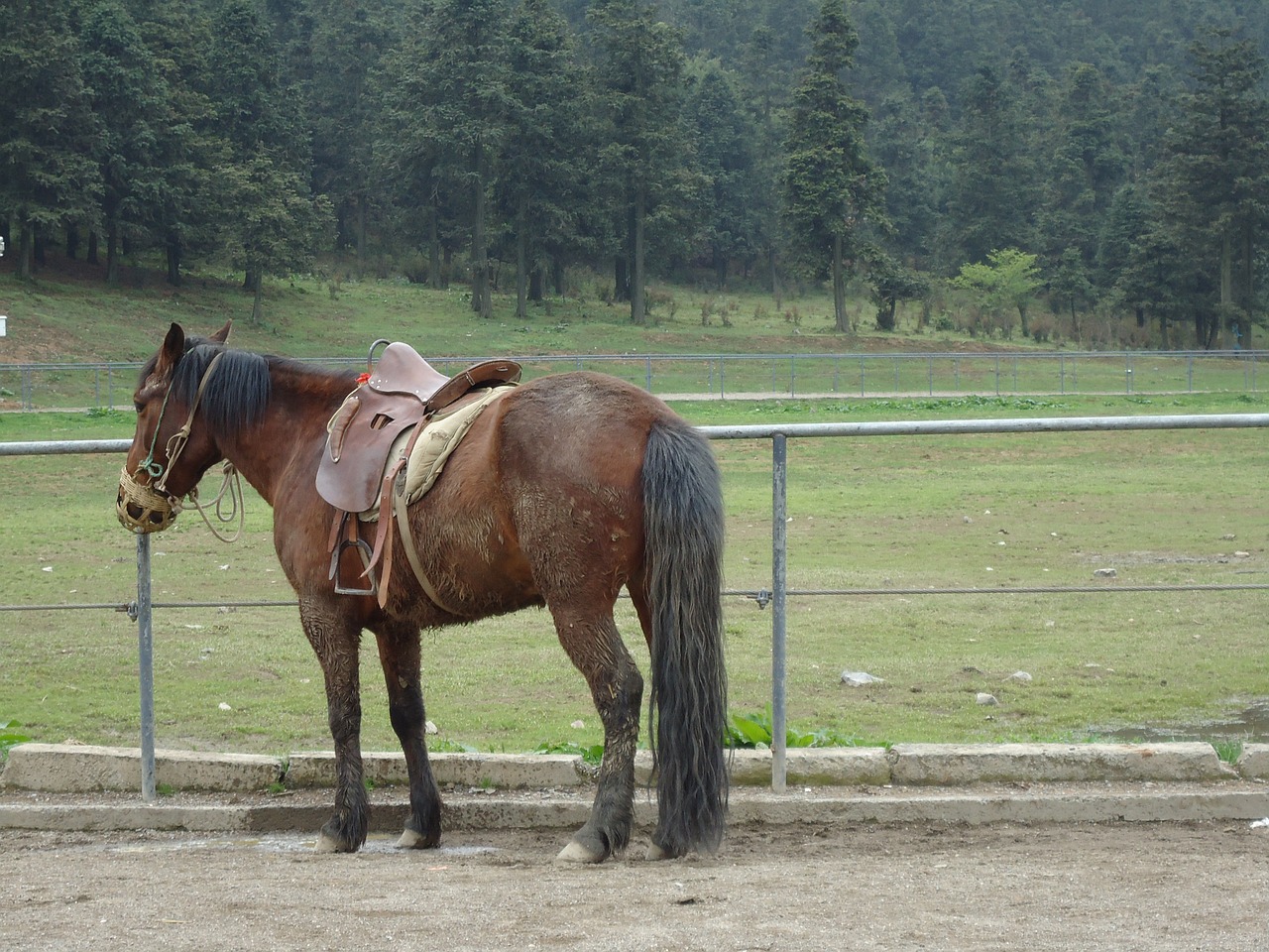 horse prairie park free photo