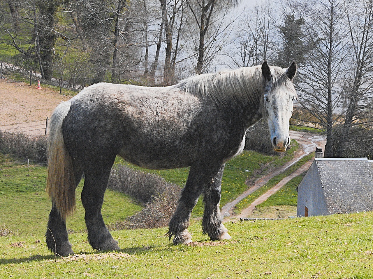 horse grey animal free photo