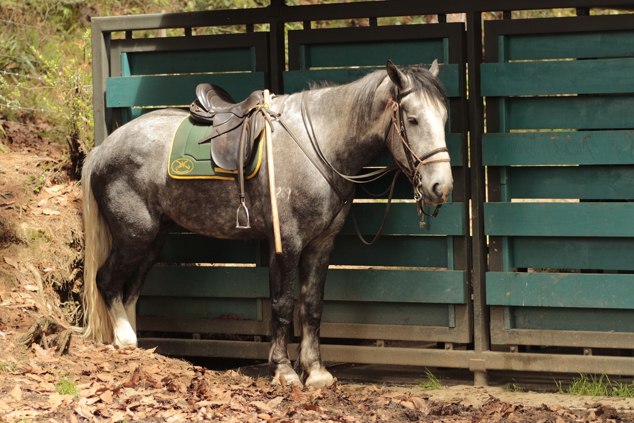 horse animal nature free photo