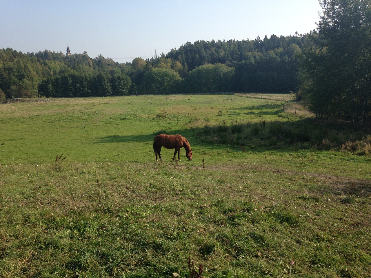 horse bed summer free photo