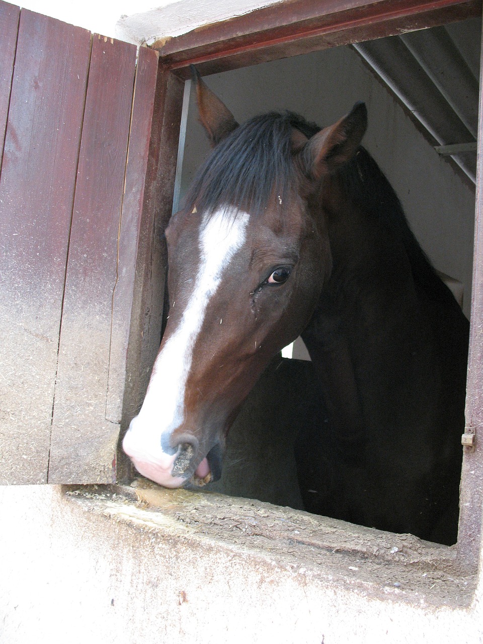 horse nature stallion free photo