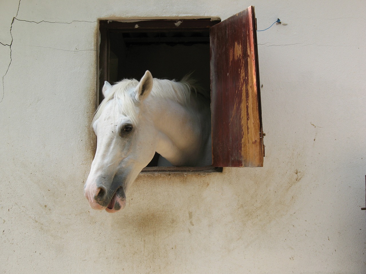 horse mare ride free photo