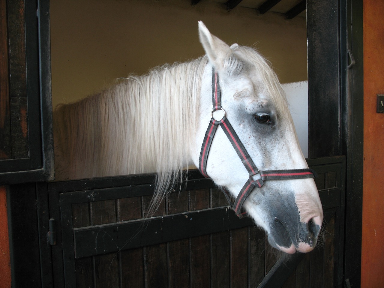 horse mare animal free photo